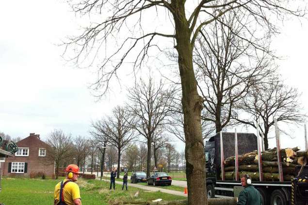 afvoeren van eikenbomen kappen en rooien eikenbomen in biezenmortel en hevloirt